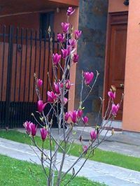 Dorcas Giselle Saavedra Maufras