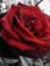 Seema B...