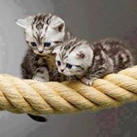 Žaħŗeť El Ĵoŗŷ