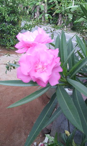 Champika Wickramasinghe