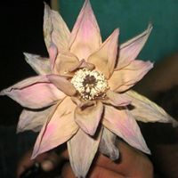 Sumithra Sumithra