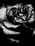 Lovi Endings