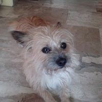 Κωστης Χατζηελευθεριου