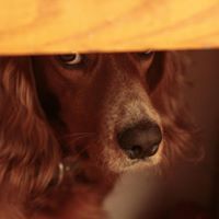 Лариса Карабанова