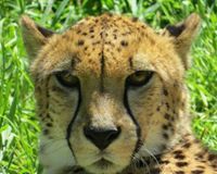 Cheryl Digman-Shaffer