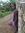 Ronat S...