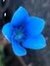 Blue Fl...