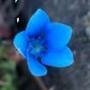 Blue Flower