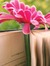 Hanane