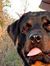 Roxie B...