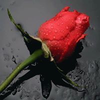 أحلام العبدلي