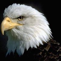 مراد الربيعي