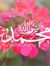 Jamila ...