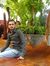 Ghulam ...