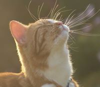 Cat Dunn