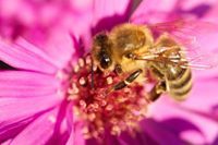 Diane Champlin-Miller