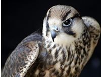 أحمد القضيبي