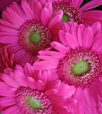 غيداء الربيع