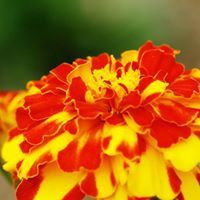 ಕಿರಣಕುಮಾರ ಮಂಗೊಂಡ