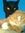 Don Devers