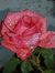 Kathy S...