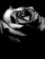 Noor M.H