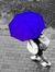 Swapna ...