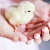 نوري الجوري