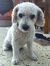 Charlie