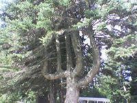 تماضر حسن