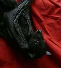 Raven Littlewing
