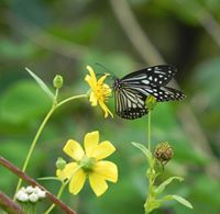 Dattatray Karambelkar