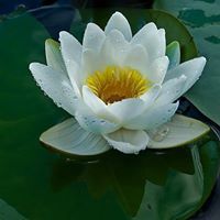 هناء السنوار