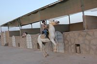 طارق مدخلي