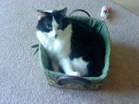 Holly Saulmon