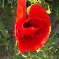 Noureddine Elyaaqoubi