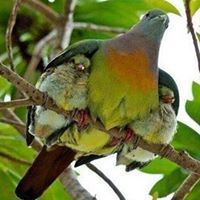 السعدية السعدية