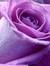 Donna K...
