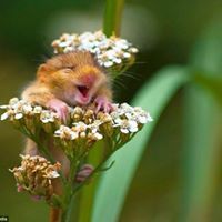 Kamonchanok Norasing