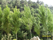 Ashraf Ata