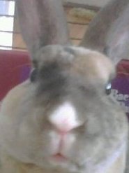 Elizabeth J. Simpson