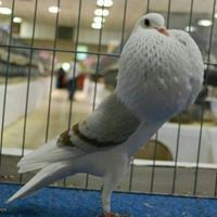 الحلم الصغير