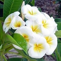 خالد الشرقاوى