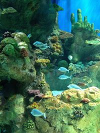 عيون مجنونه