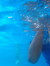 Ameera W