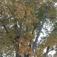 Stephanie Hulse Black