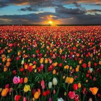 carlam animate Mitchell