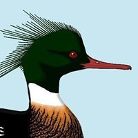 Радис Мирић