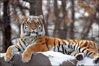 عارف القرعاني