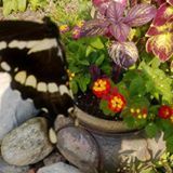 Sharon - 4everflowers